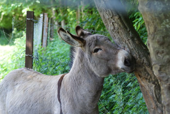 Ânes du parc animalier