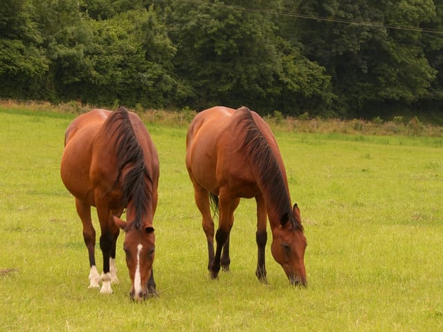 Ânes du parc animalier